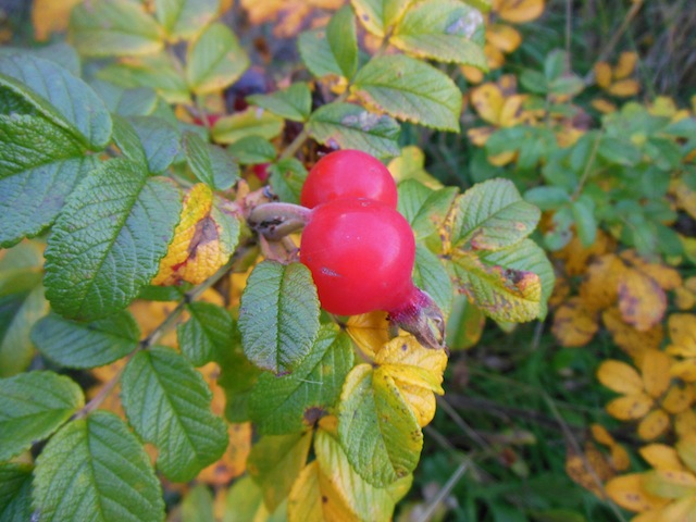 DSCN0499.JPG