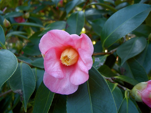 PICT4475.JPG
