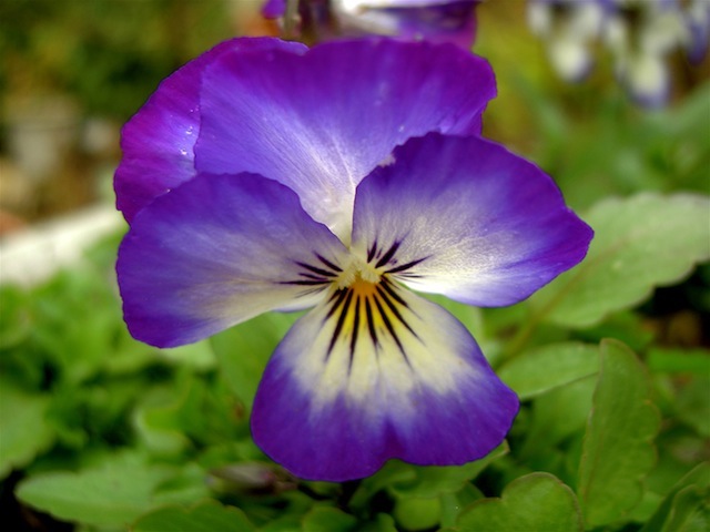 PICT4450.JPG