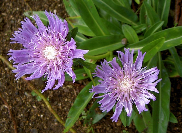 PICT4433.JPG