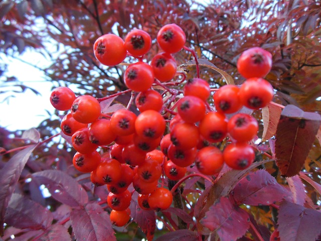 DSCN0464.JPG