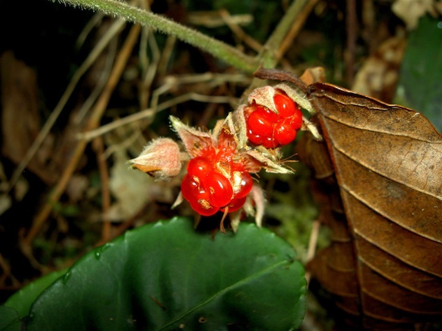PICT4463.JPG