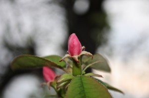 花梨の花